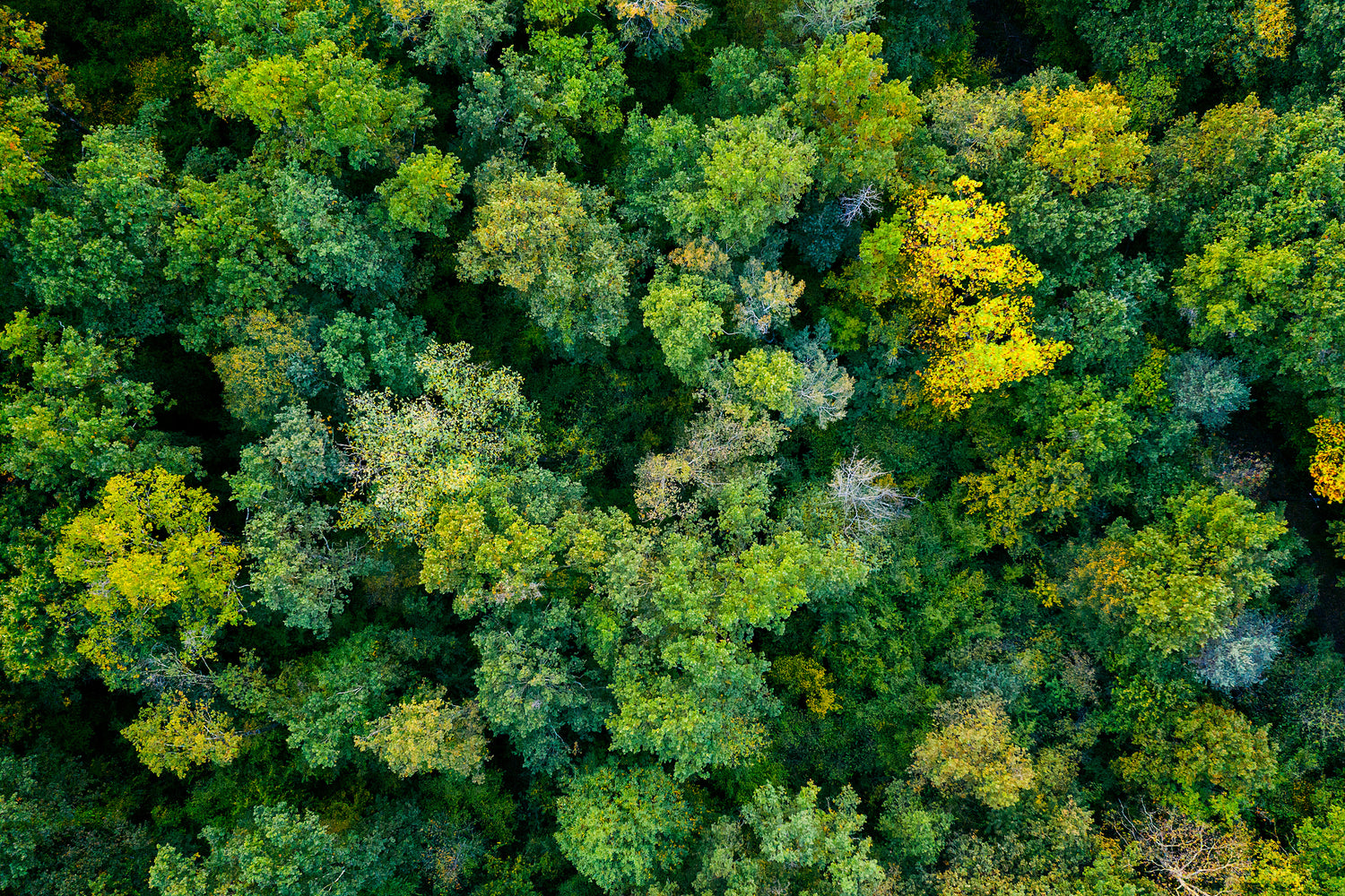 Sustainability at Fast Printed Packaging